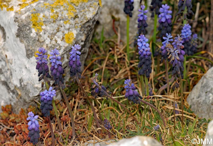 Muscari baeticum