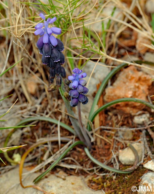 Muscari baeticum