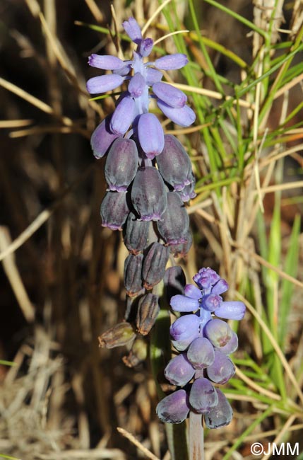 Muscari baeticum