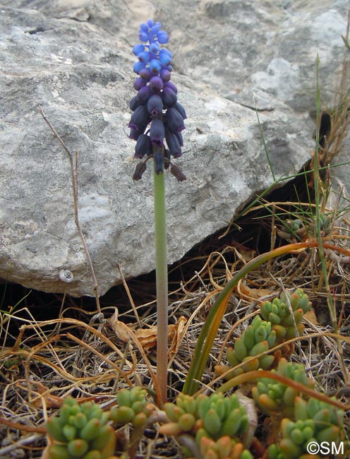 Muscari baeticum