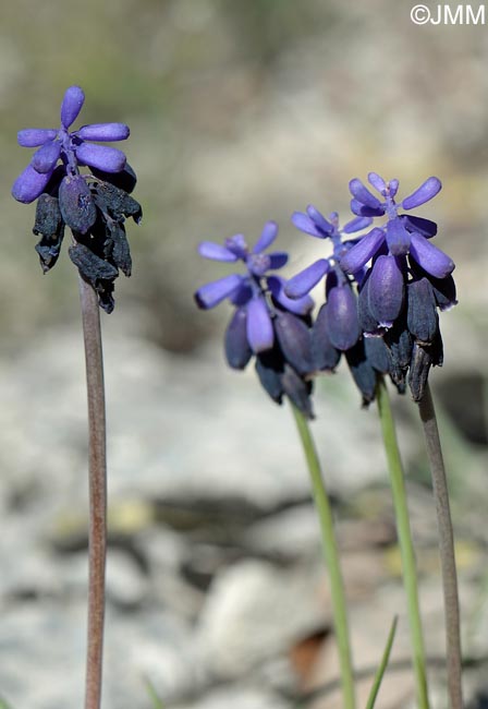 Muscari baeticum