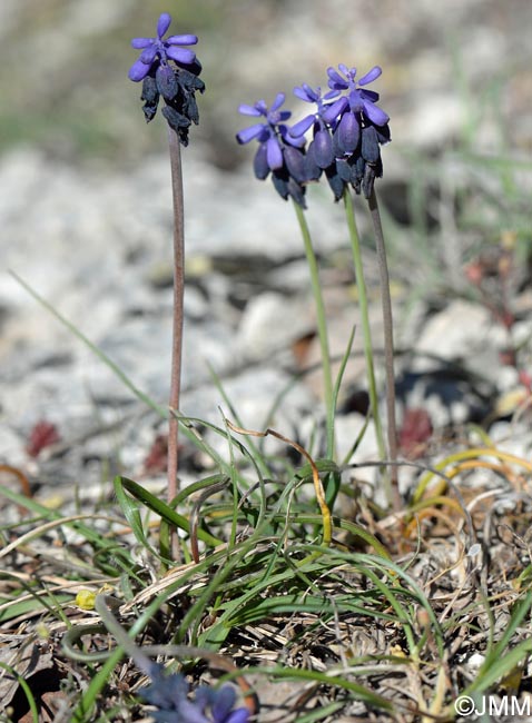 Muscari baeticum