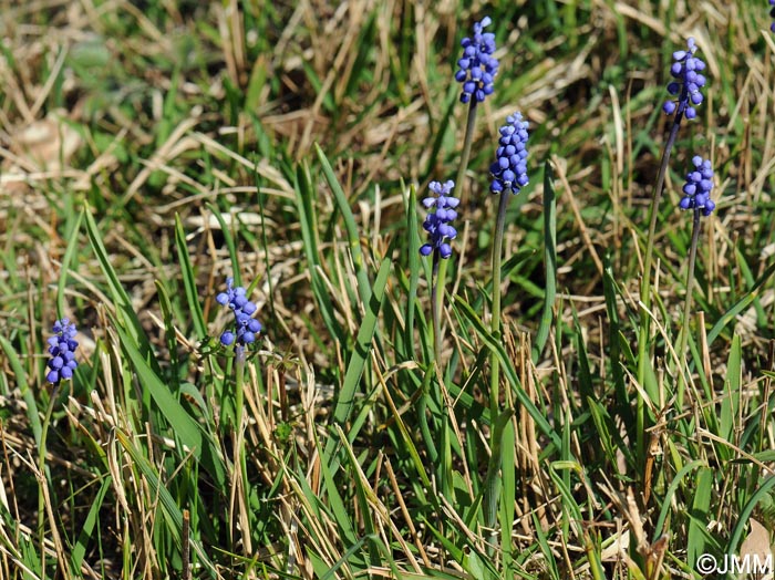 Muscari botryoides