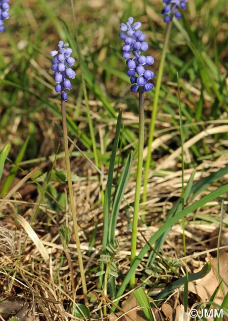 Muscari botryoides