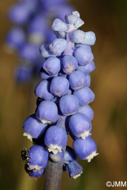 Muscari botryoides