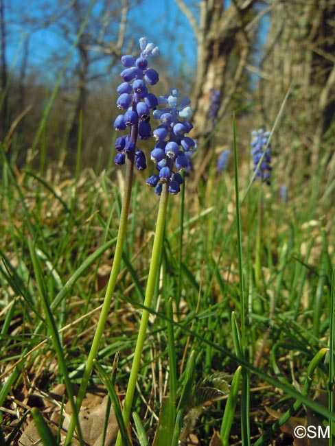 Muscari botryoides