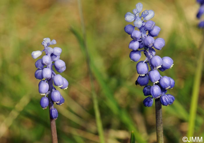 Muscari botryoides