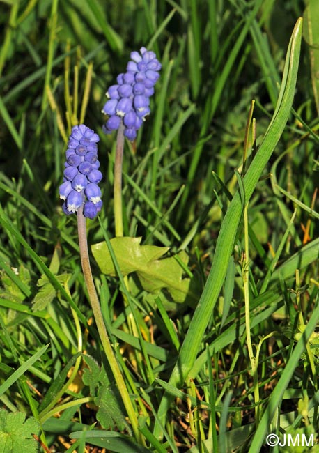 Muscari botryoides