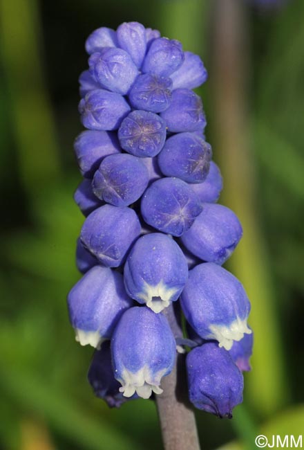 Muscari botryoides