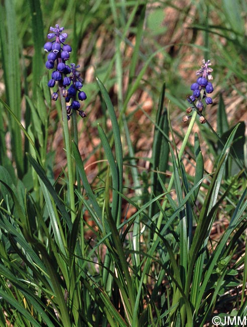 Muscari botryoides