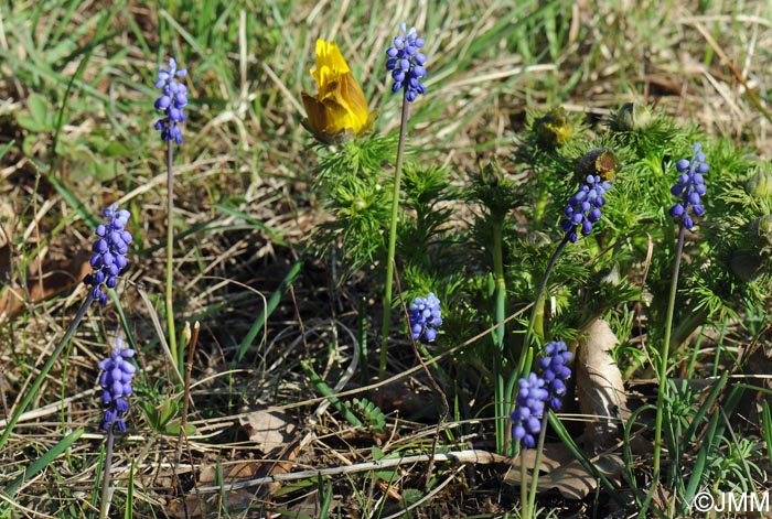 Muscari botryoides & Adonis vernalis