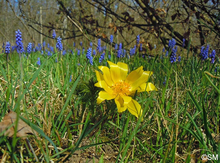 Muscari botryoides & Adonis vernalis