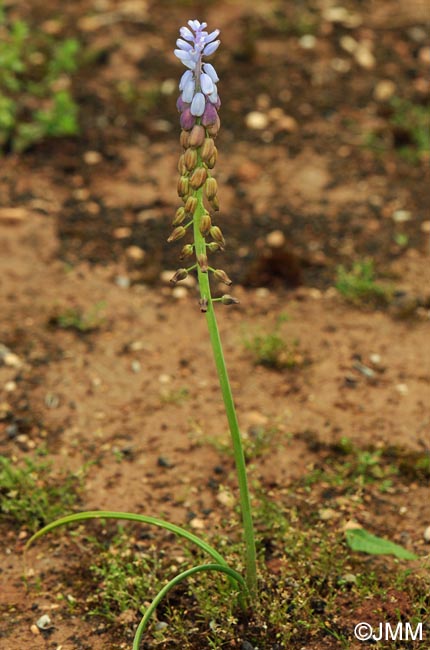 Muscari cazorlanum