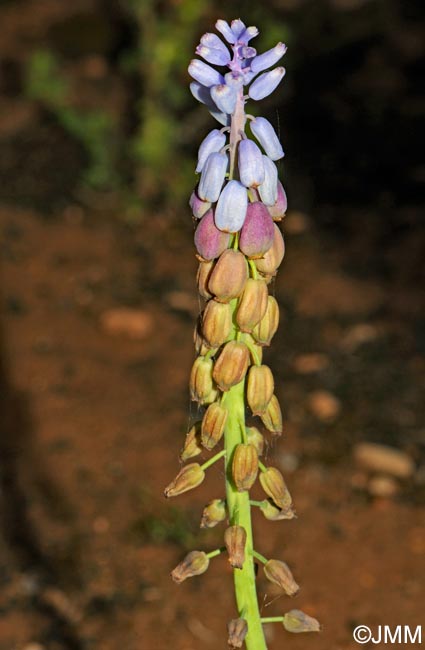 Muscari cazorlanum