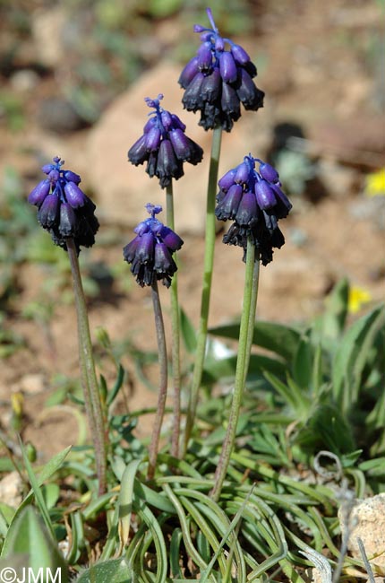 Muscari commutatum