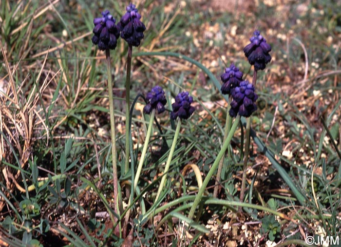 Muscari commutatum