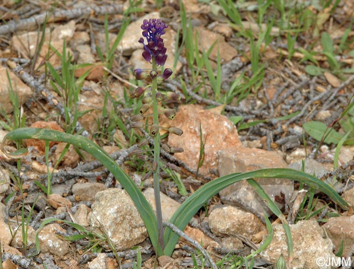 Muscari comosum