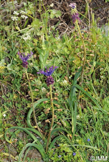 Muscari comosum