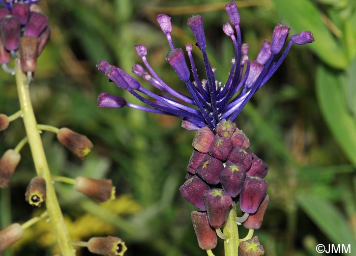 Muscari comosum