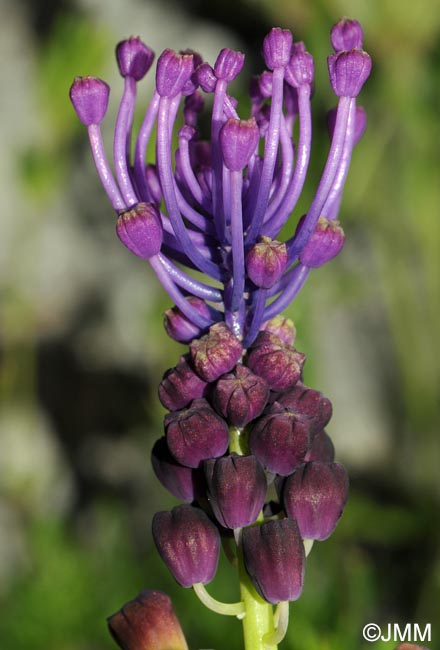 Muscari comosum