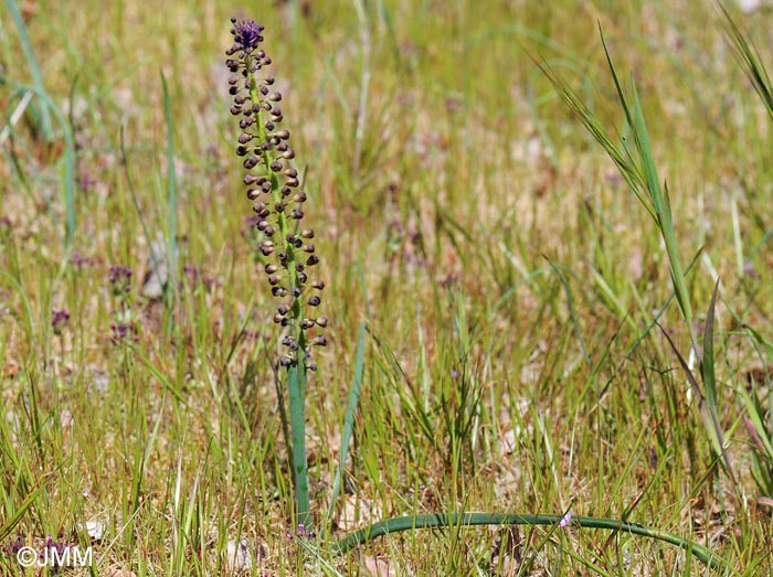 Muscari comosum