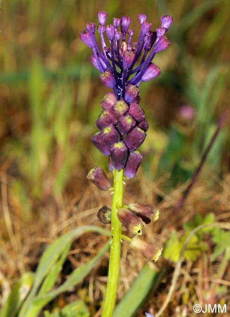 Muscari comosum