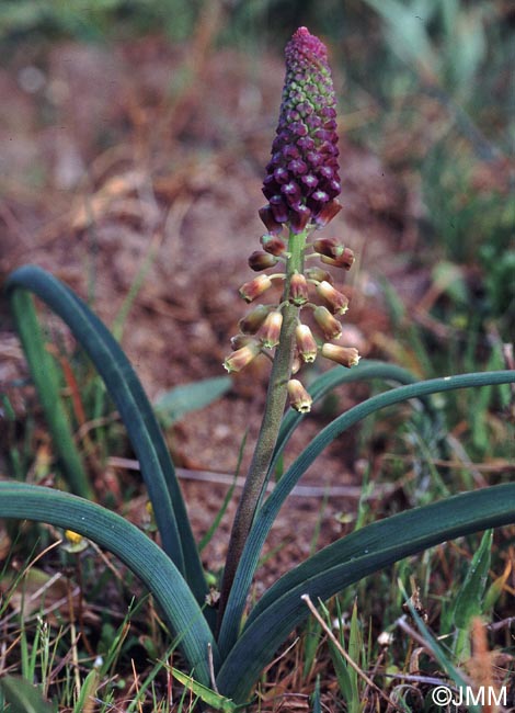 Muscari comosum