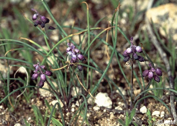 Muscari inconstrictum