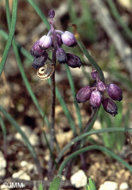 Muscari inconstrictum