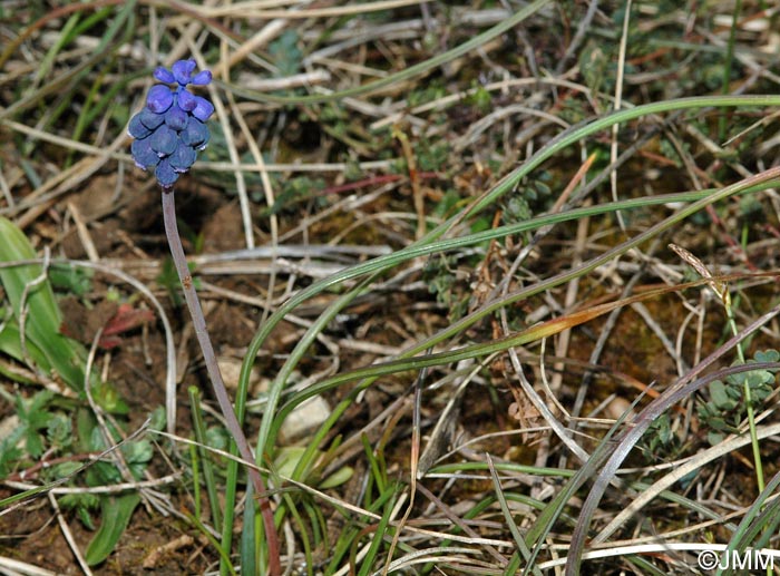 Muscari neglectum