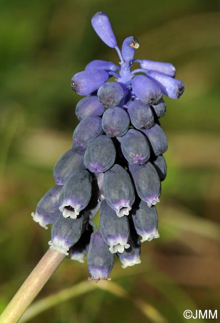 Muscari neglectum