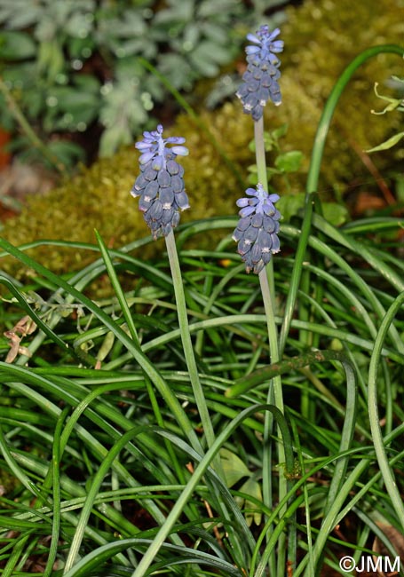 Muscari neglectum = Muscari racemosum