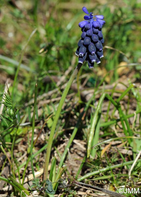 Muscari neglectum