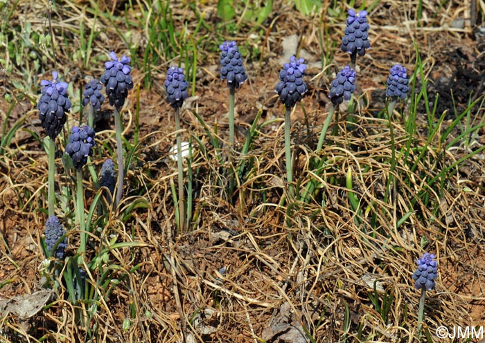 Muscari neglectum