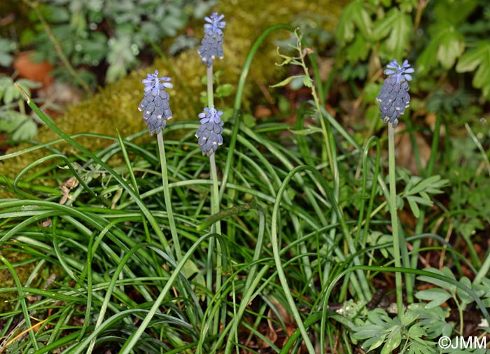 Muscari neglectum = Muscari racemosum