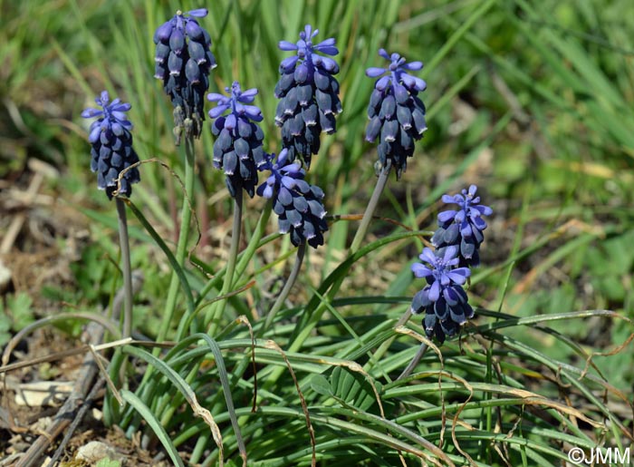 Muscari neglectum = Muscari racemosum