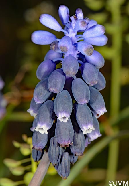 Muscari neglectum = Muscari racemosum