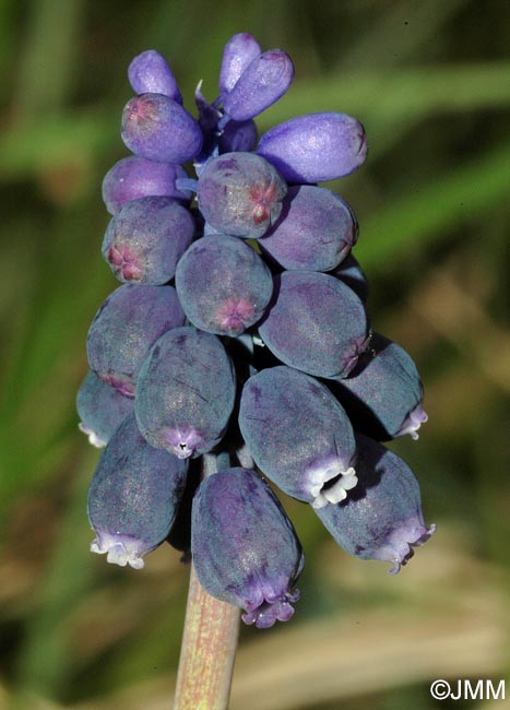 Muscari neglectum