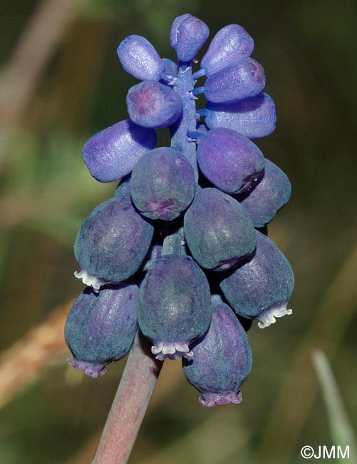 Muscari neglectum