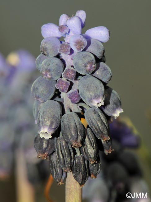 Muscari neglectum = Muscari racemosum