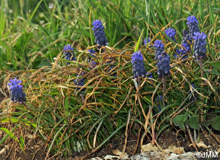 Muscari neglectum