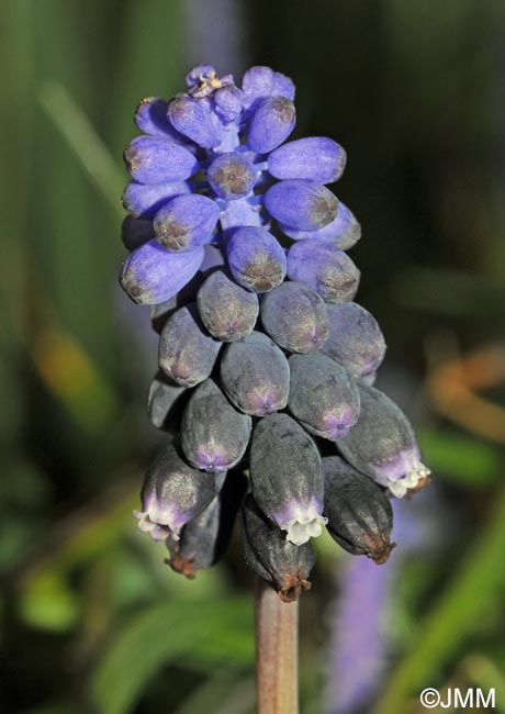 Muscari neglectum