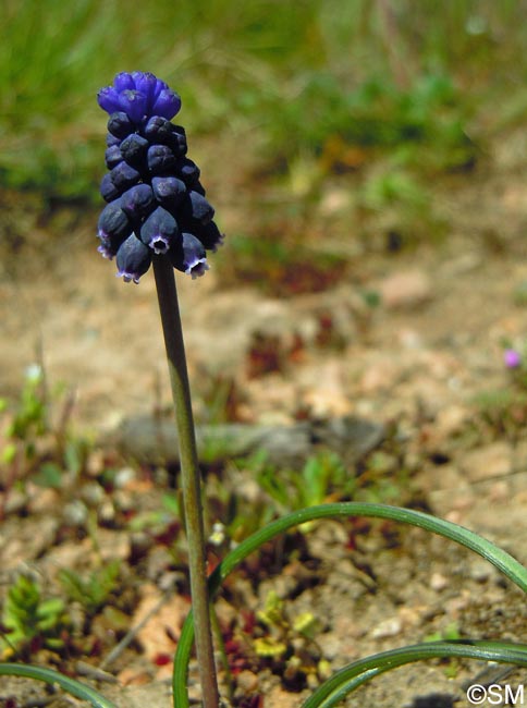 Muscari neglectum