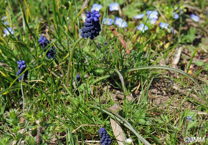 Muscari neglectum