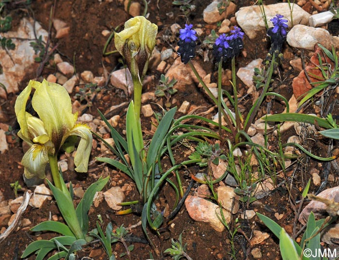 Muscari neglectum & Iris suaveolens