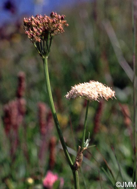 Mutellina adonidifolia var. mutellina = Ligusticum mutellina