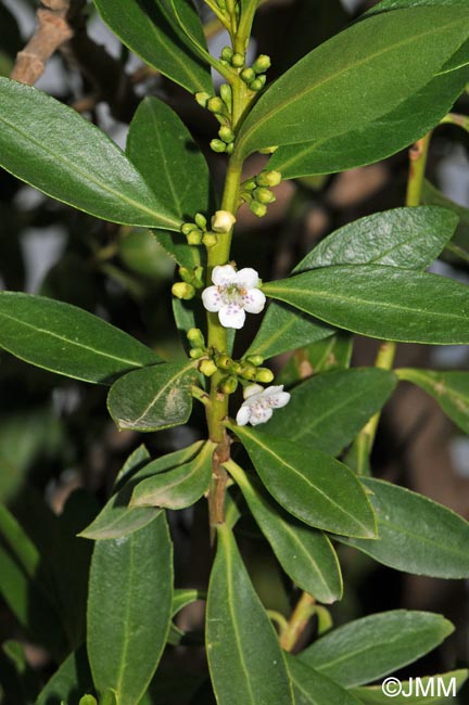 Myoporum laetum