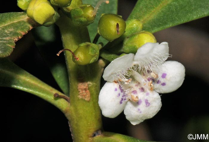 Myoporum laetum