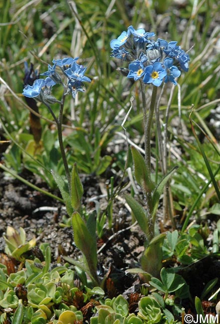 Myosotis alpestris