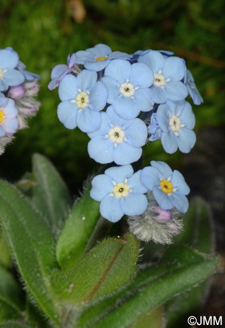 Myosotis alpestris